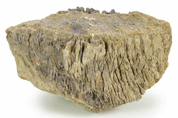 Hadrosaur (Edmontosaurus) Appendage Bone Section - Wyoming #378398